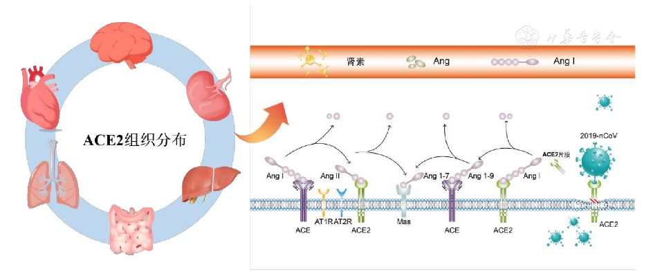 【 专题笔谈】血管紧张素转化酶2与冠状病毒的"不解之
