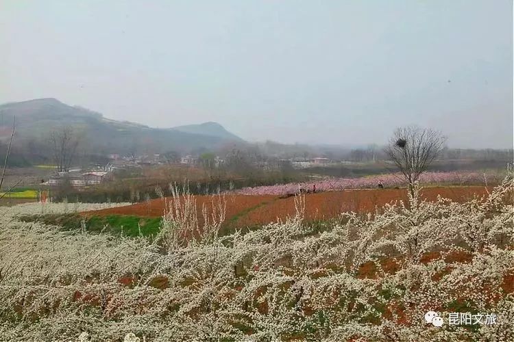 叶县最全的赏花攻略带你漫步花田看尽繁花记得收藏