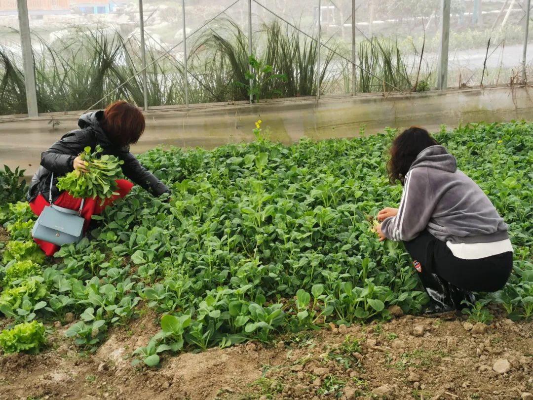 滋农三林 | 小白鹭市民农园开始植树啦!