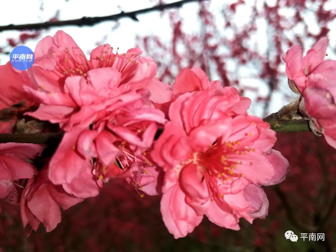 春风十里,不如一树桃花开!平南生态公园满山桃花醉人眼