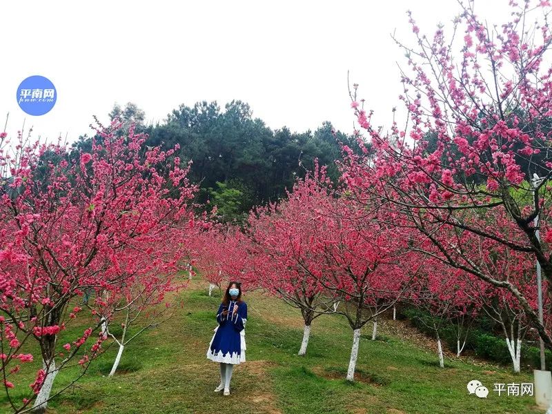 春风十里,不如一树桃花开!平南生态公园满山桃花醉人眼