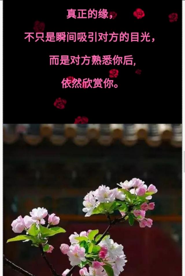 若有缘再相见,懂得珍惜,才配拥有,送给有缘的你