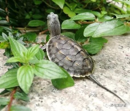 龜之嘆息，如之奈何？隻願我們多愛它一點 寵物 第1張