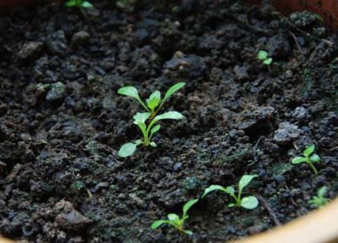 种春天几种居家型花草的种植方法