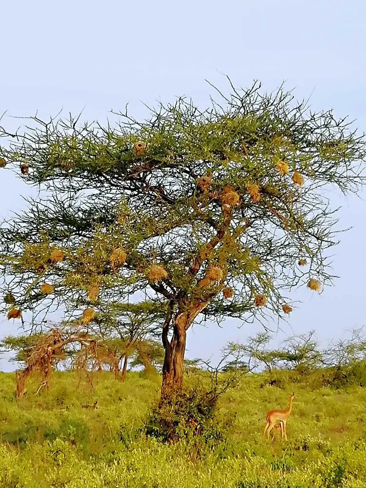 【植树节】来自非洲大草原上的金合欢树的奋斗史