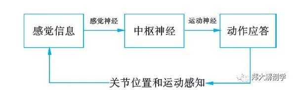 若运动神经纤维损伤,即使人体信号传入正常,也会出现传出异常,表现为