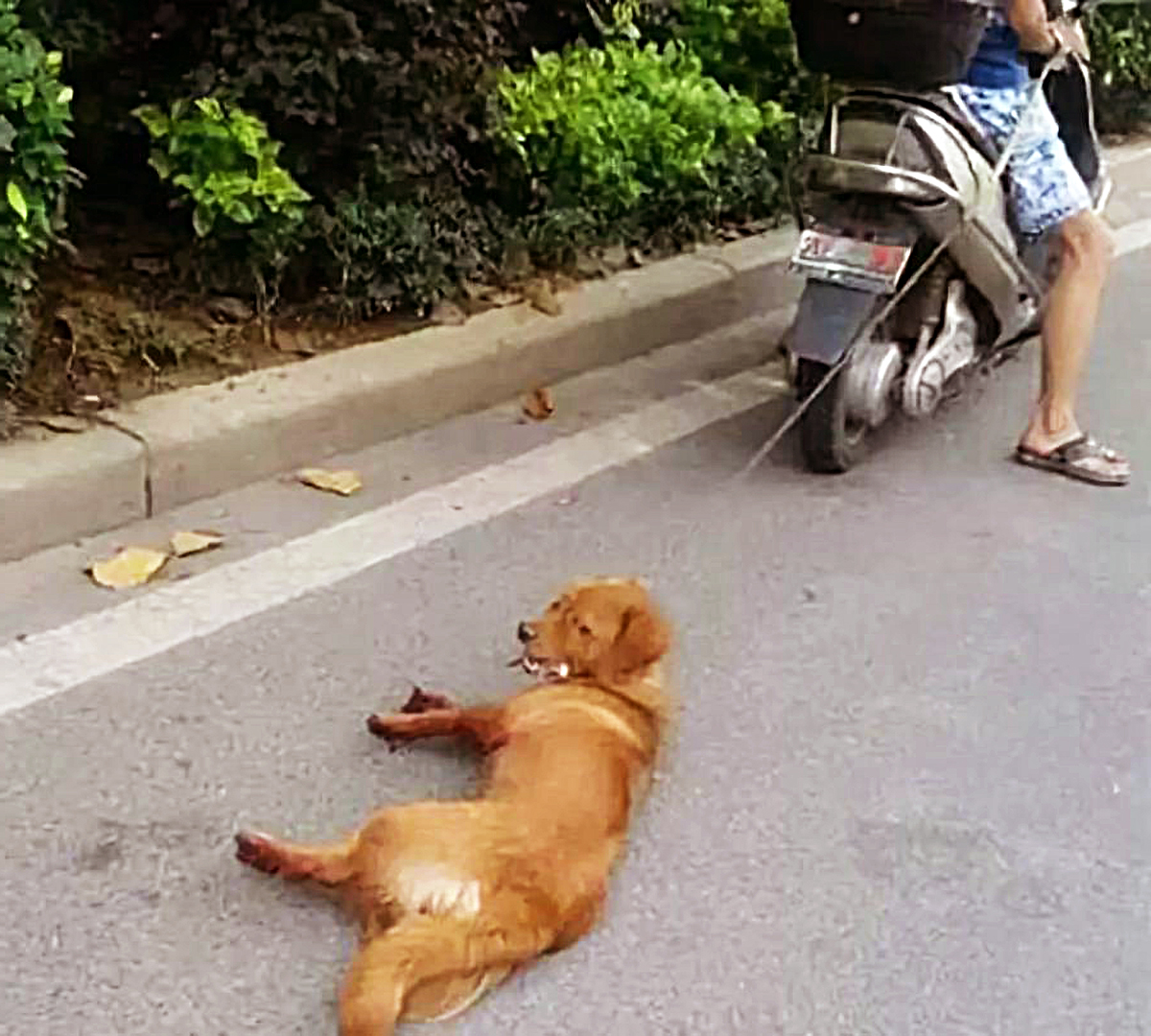 男子將狗拴在車後拖行，狗不斷發出慘叫，原因讓人火冒三丈！ 寵物 第3張