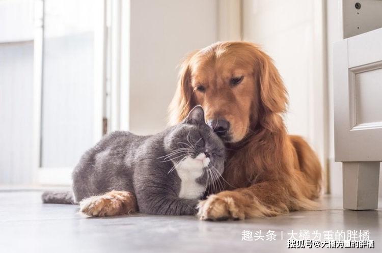 原创紧张时看看这14张超治愈的猫咪照片，让可爱的猫咪给你放松大脑