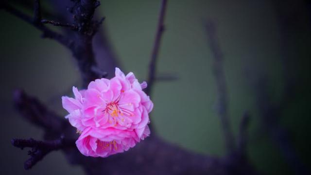 花飞花舞简谱_花舞简谱(3)