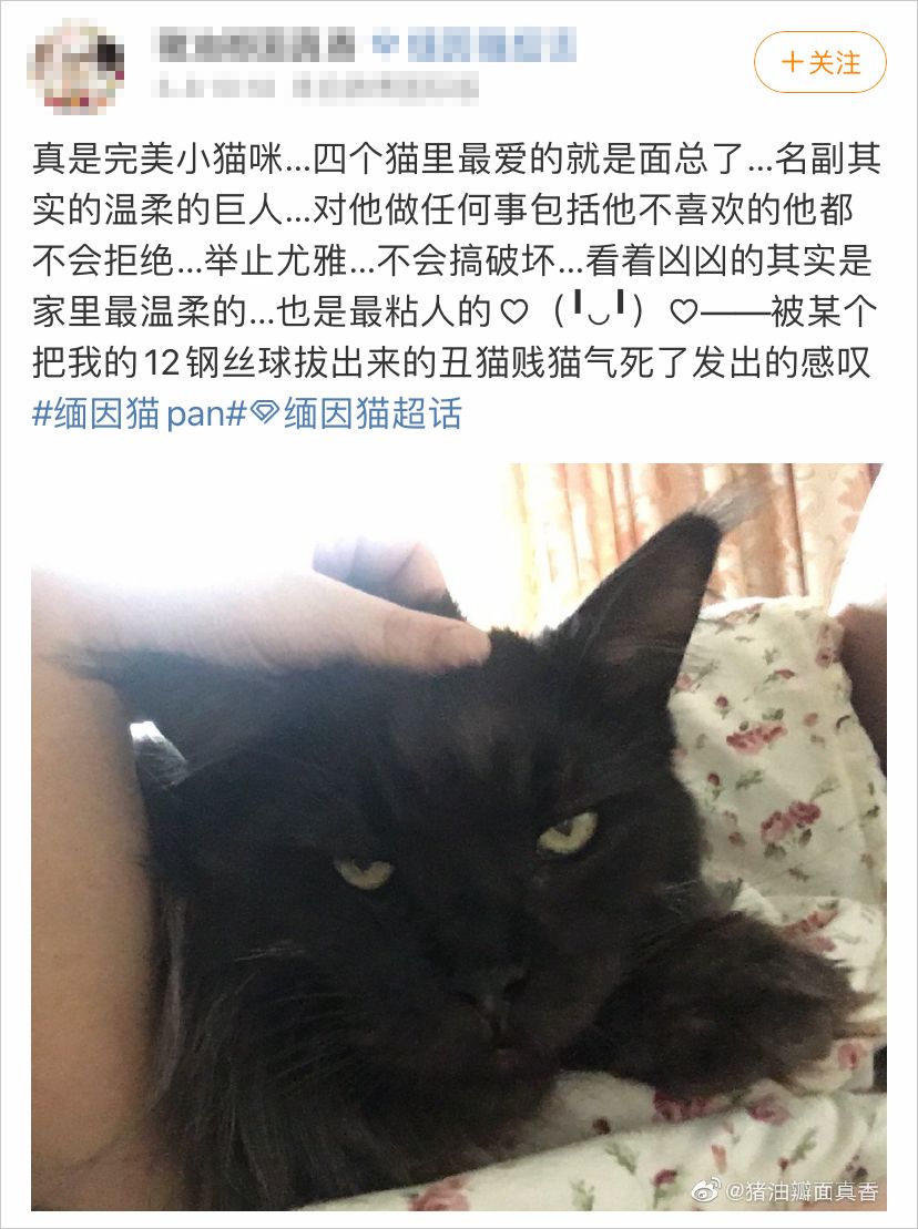 别被缅因猫乖萌的样子给骗了