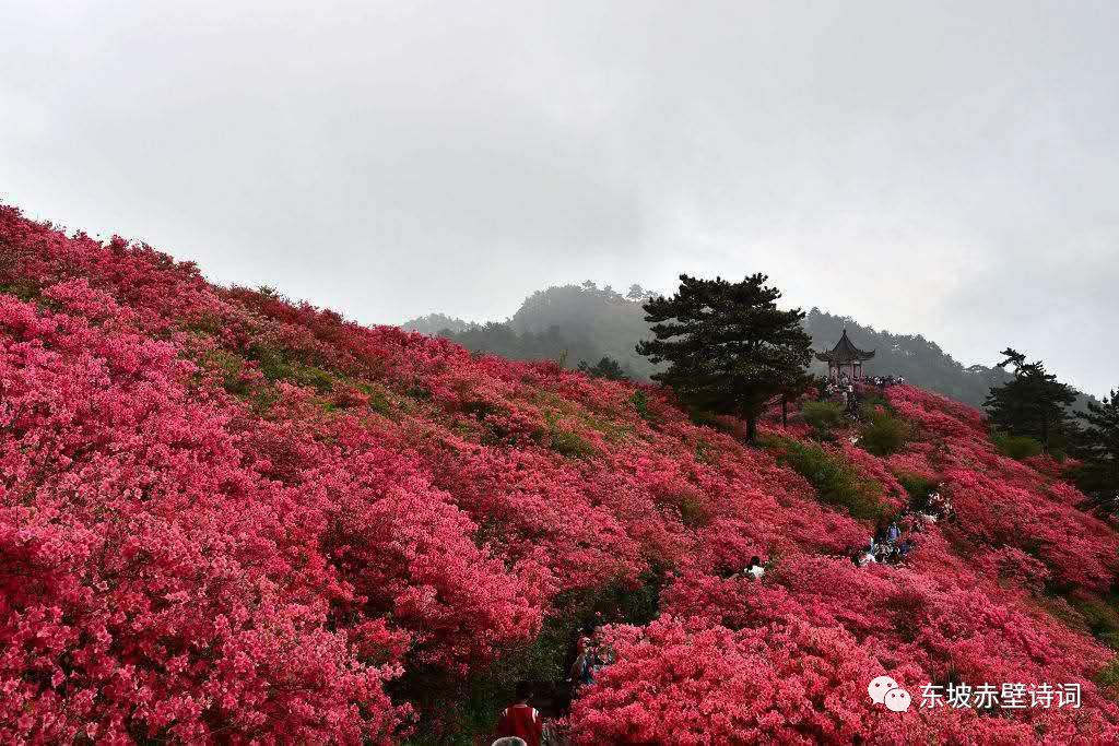 麻城 龟峰山杜鹃花