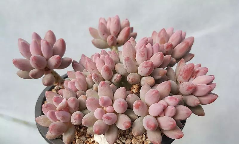 (婴儿手指 / 图源xplant)