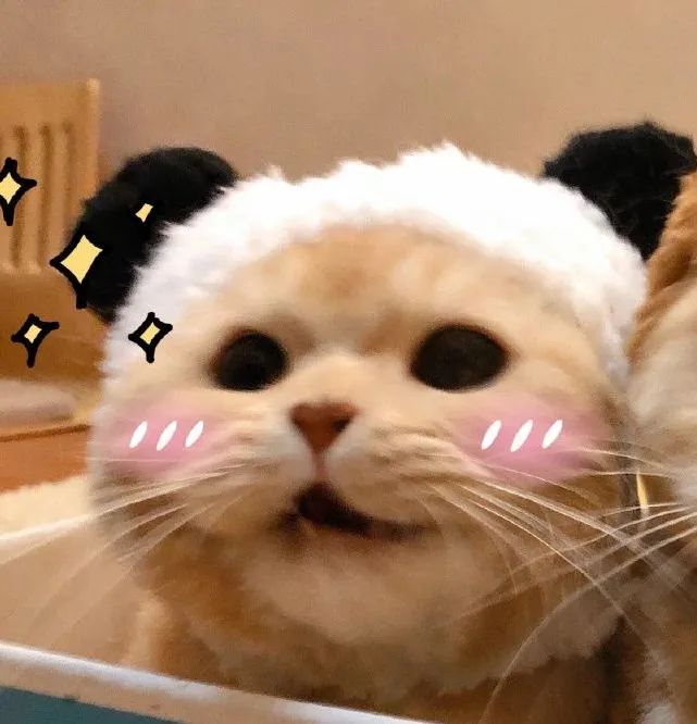 我宣布这只猫承包了我一年的头像和表情包!全网最萌小
