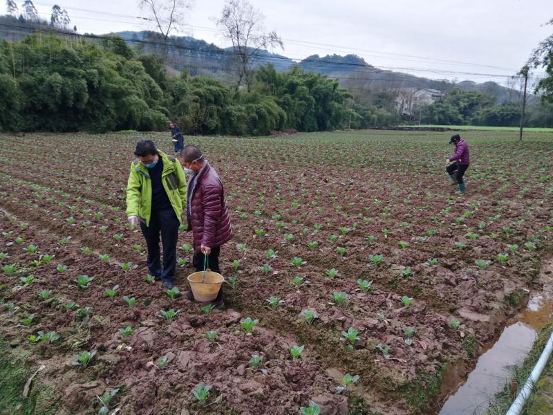 督导组,每天深入田间地头指导农户和业主抓好小春田间管理和大春备耕