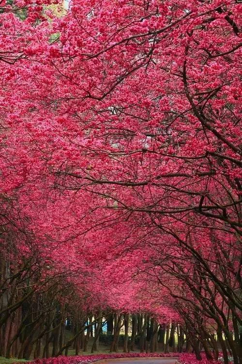 生命,是一树花开