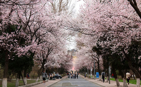 今年樱花季武汉大学校园不对外开放，邀网友免费“云赏樱”10天