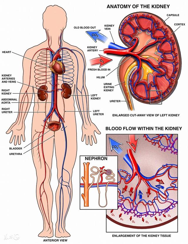 肾是先天之本后天之本是哪个脏器 dea43071770b49ca894b54f2e5bd7b87.jpeg