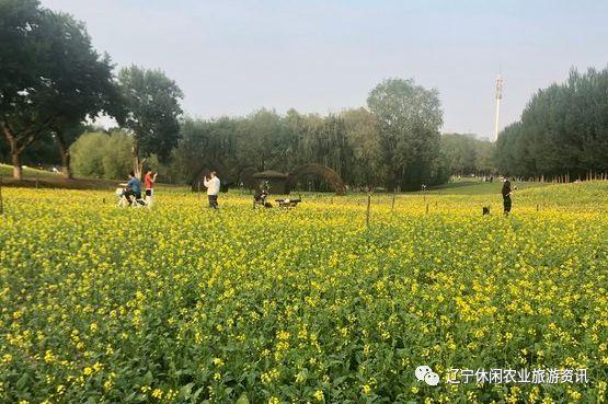 不花钱02风景好02沈阳这几个踏青去处专治小确丧