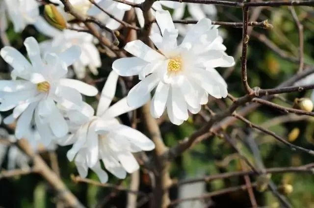 云赏白玉兰 ed931838149844a6805c64932f39b129.jpeg