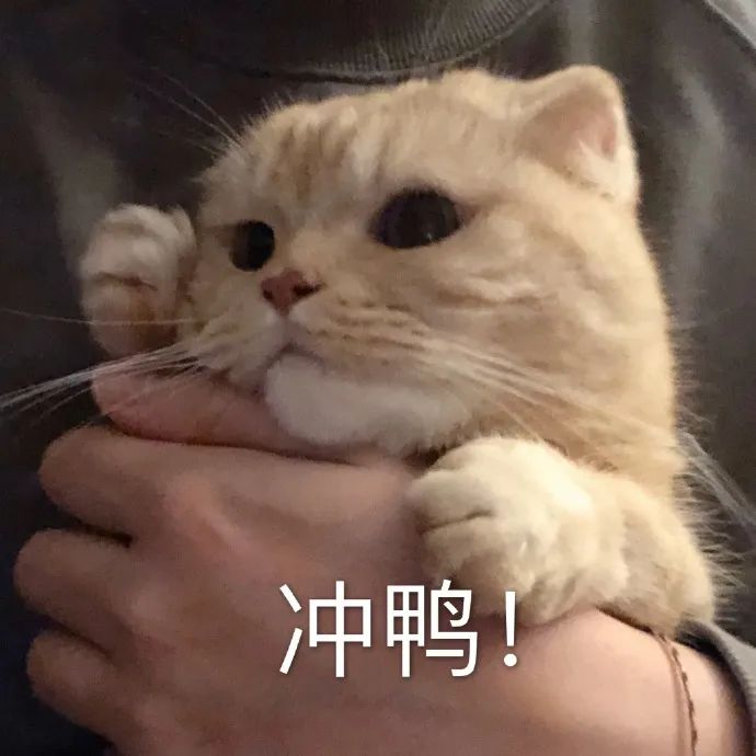 我宣布这只猫承包了我一年的头像和表情包!全网最萌小