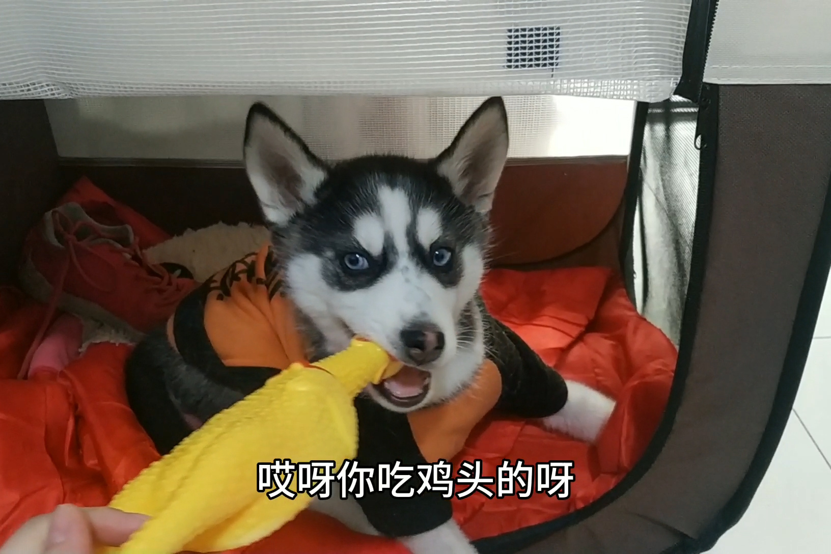 小黑小黄的幸福狗生