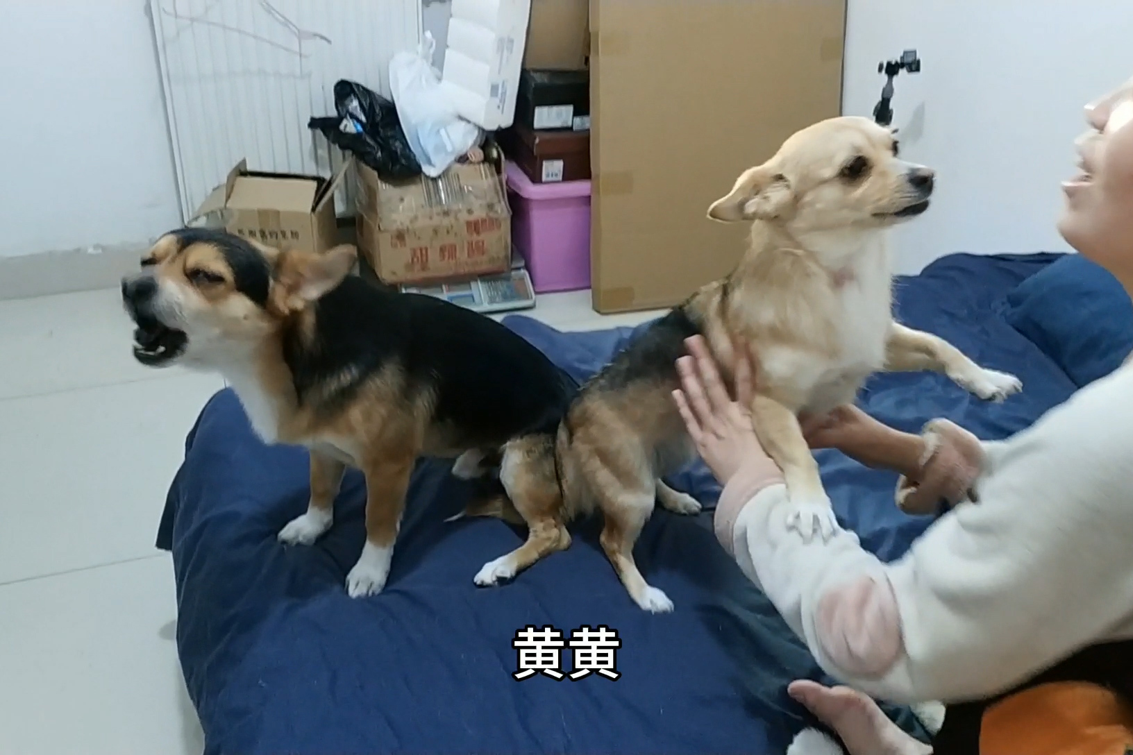 小黑小黄的幸福狗生