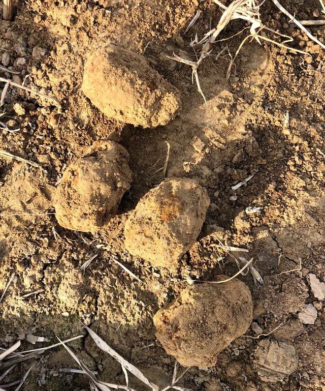 滨城、惠民发现迫击炮弹、地雷、手雷！已销毁