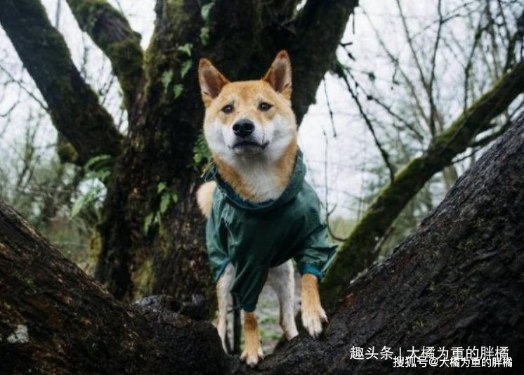 樹是貓咪的制高點？狗子表示不服！會爬樹的狗狗們讓貓咪慌了神 寵物 第1張