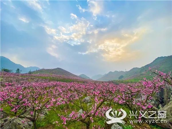 顶效桃花谷万亩桃花盛开,我们把春天拍来送给您.