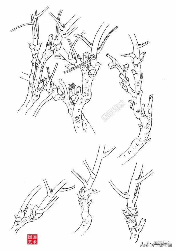 张德泉牡丹写生白描技法分享