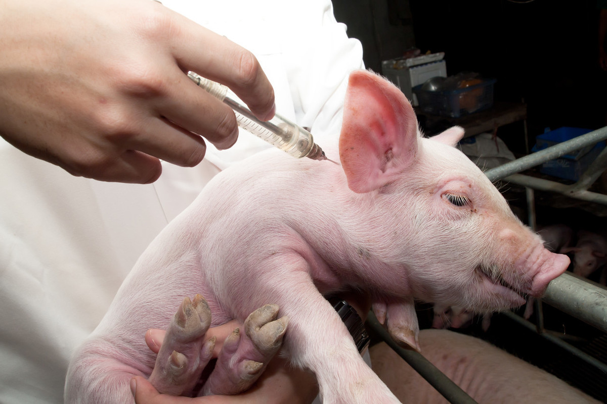 10年老猪农打口蹄疫猪群死亡一半,打疫苗必须要注意的几个问题!