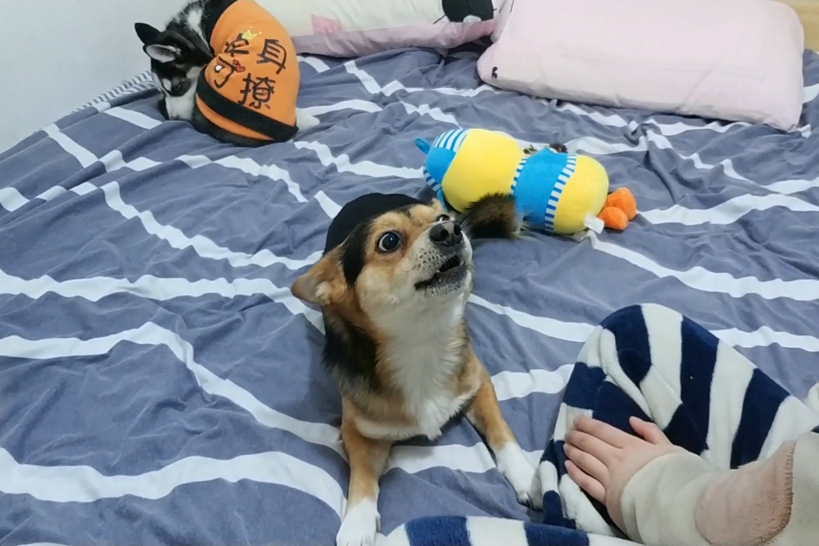 小黑小黄的幸福狗生