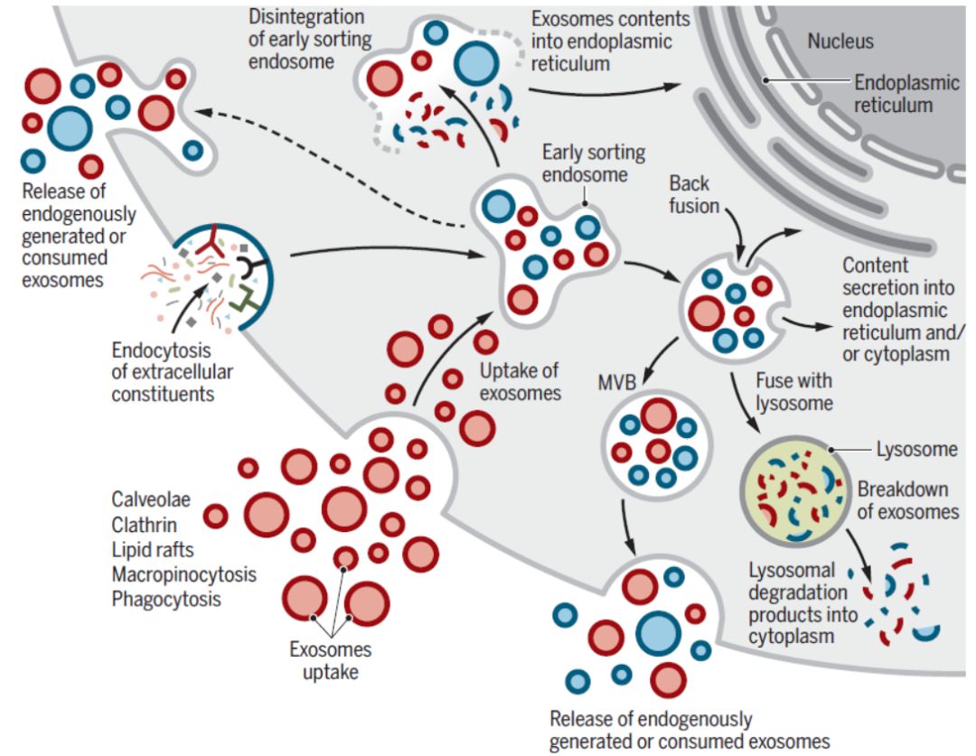 science | 外泌体的生物学功能与生物医学应用