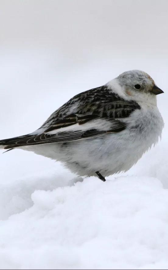 油多拉星球:北极鸟类图鉴 | 极地世界闻所未闻的鸟类