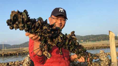 闲牛赶海找对地方了这里的海货泛滥到处是随便逛一下就爆桶了