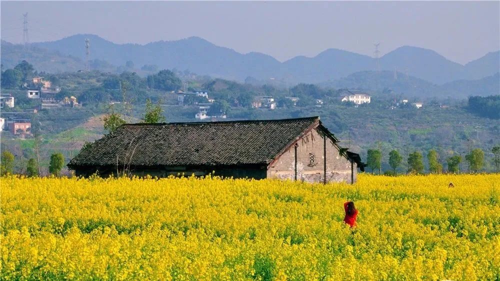 南岸广阳岛的油菜花一到3月便吸粉无数,遍地金黄处处芬芳,实在是美不