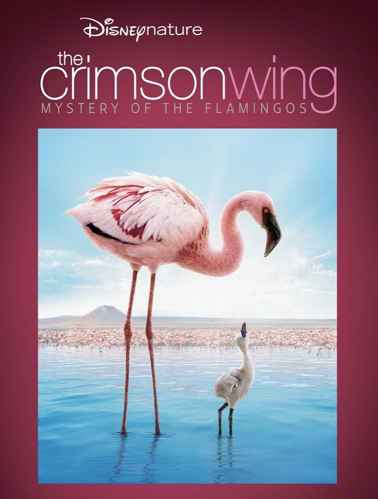 the crimson wing: mystery of theflamingos