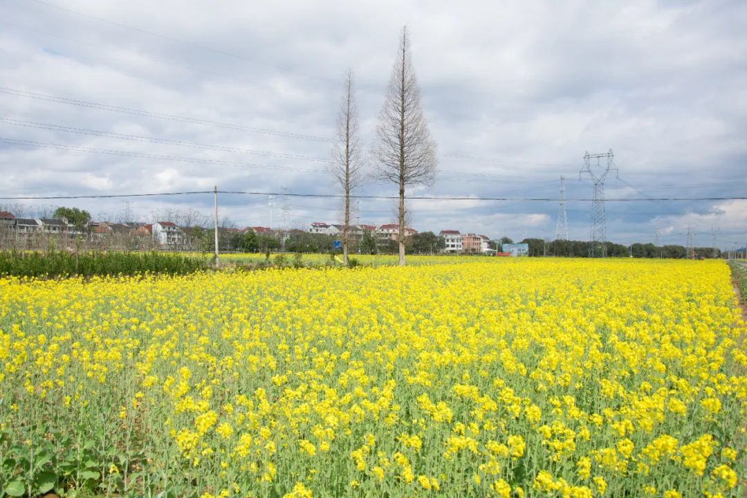 【春花③】万亩油菜花田惊艳绽放!不用门票也能美到窒息!