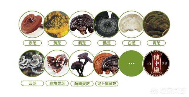 弄明白不吃亏,千年灵芝的真相大白,其实9个月就成熟了