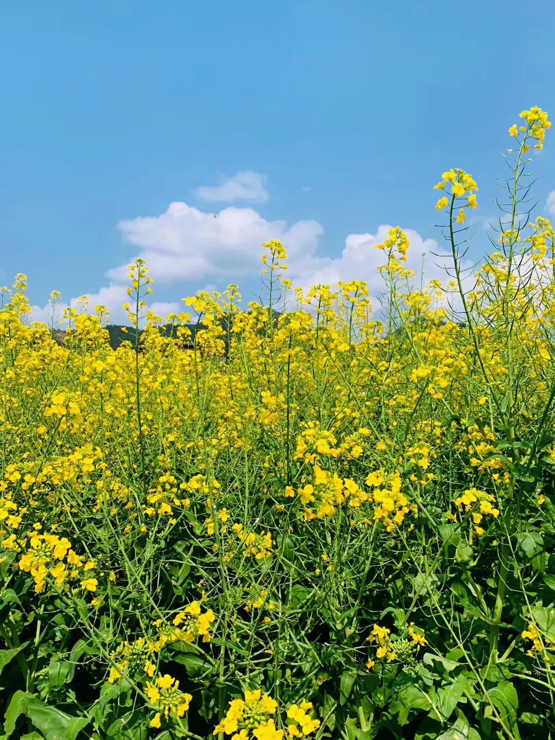 联合国村里的油菜花上线了