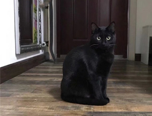 猫猫品种介绍图鉴5期——孟买猫