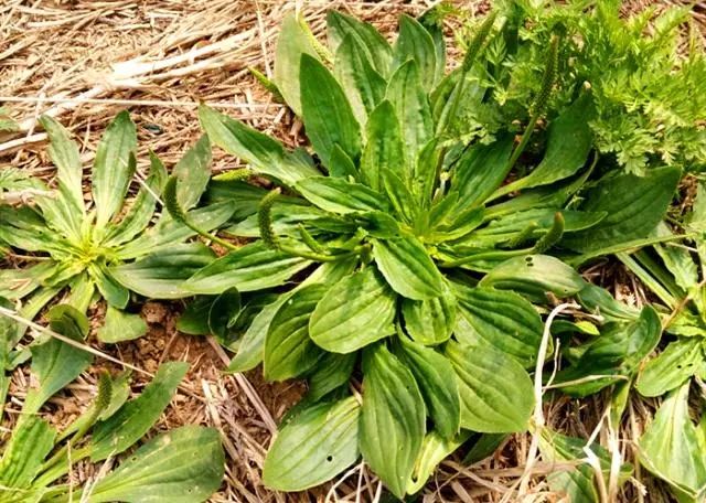 这种"野菜"现在正鲜嫩,入药还能"治"痛风,晒干还有更多用!