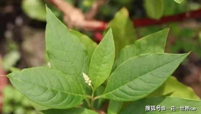 农村一种常见的美味野菜,俗称"山萝卜",为何老农说不建议吃