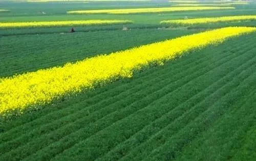 Amazon.com: 麦苗青菜花黄-大饥荒川西纪实(Chinese Edition