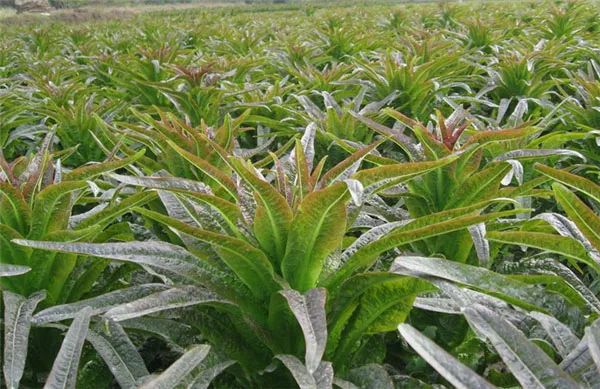 很多人老吃这种菜,都不知道它是"千金菜"!太可惜啦