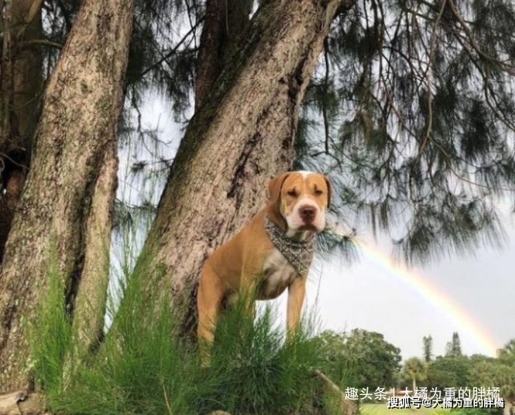 別讓貓咪遇到這7只會爬樹的狗狗，否則連最後的藏身點都不安全了 寵物 第5張