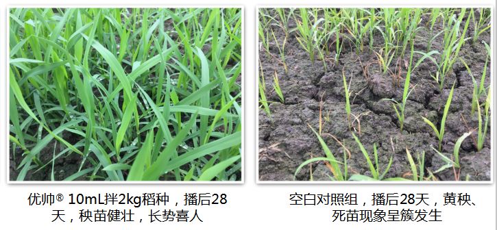 抗疫助农公益行中化优帅03种衣剂选对很关键就是你想要的优和帅