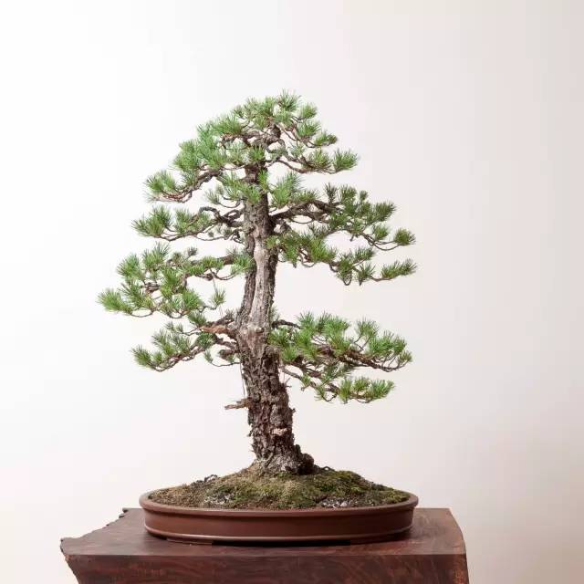 盆景,处处美得高级