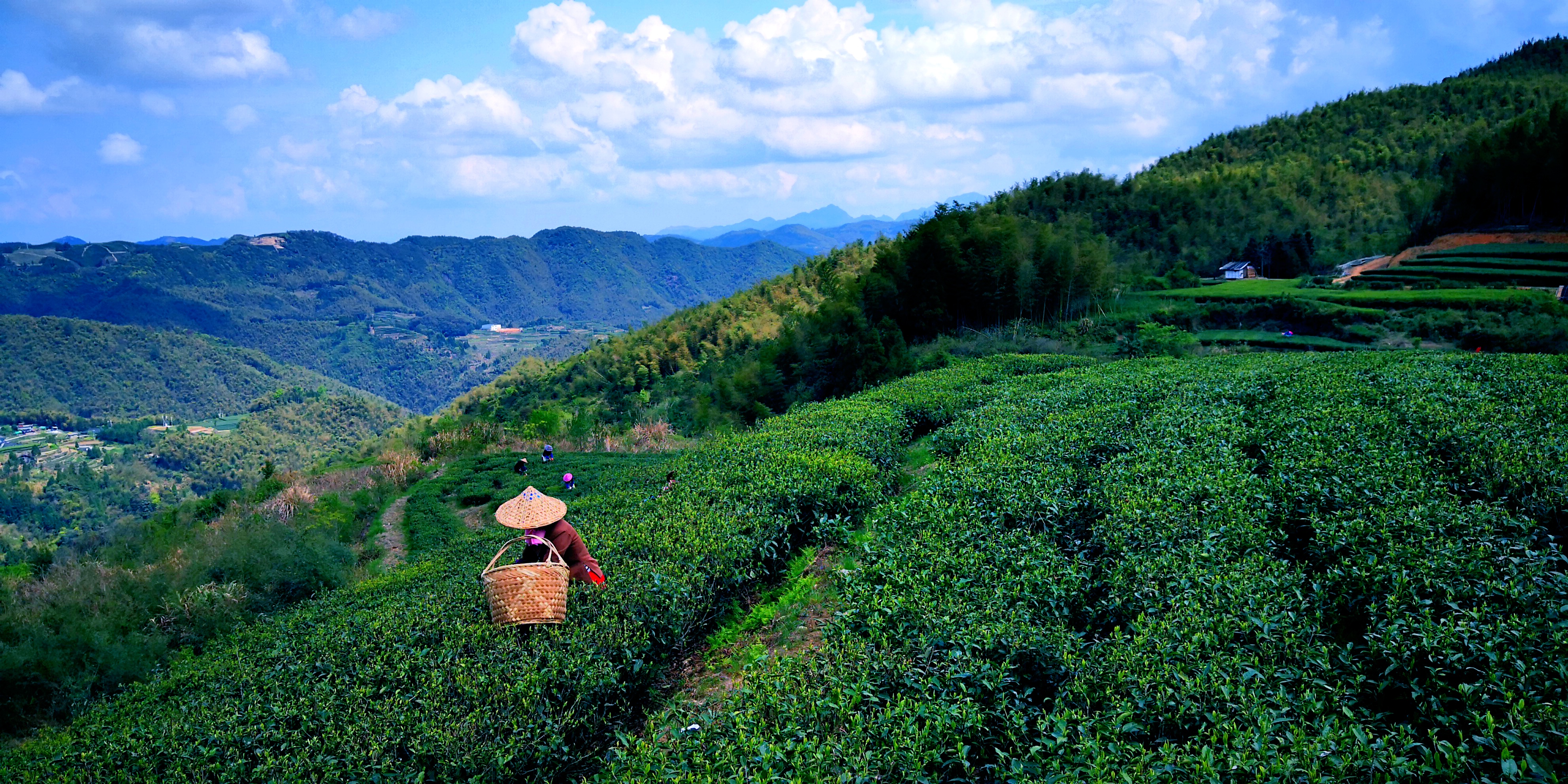 春白茶的采茶期快到了福鼎茶农们即将开始的采茶日常