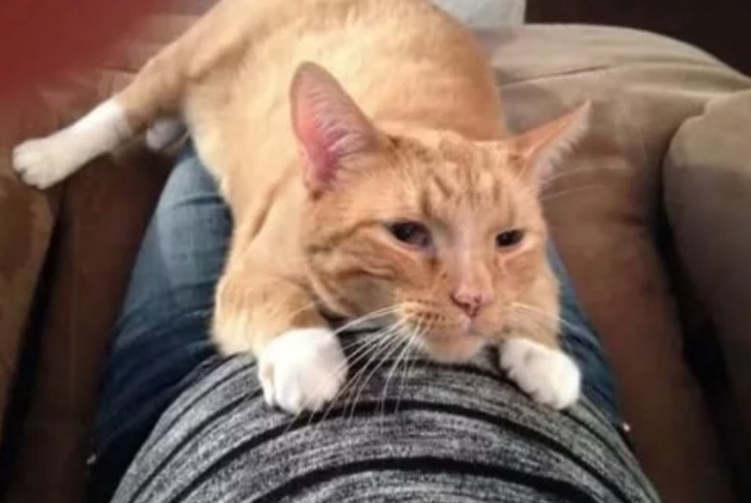 猫对不起我陪不了你啦我要先走了